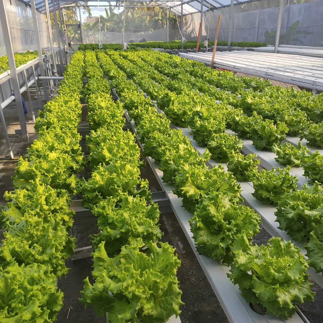Galeri kebun hidroponik KenanFarm di Banyuwangi