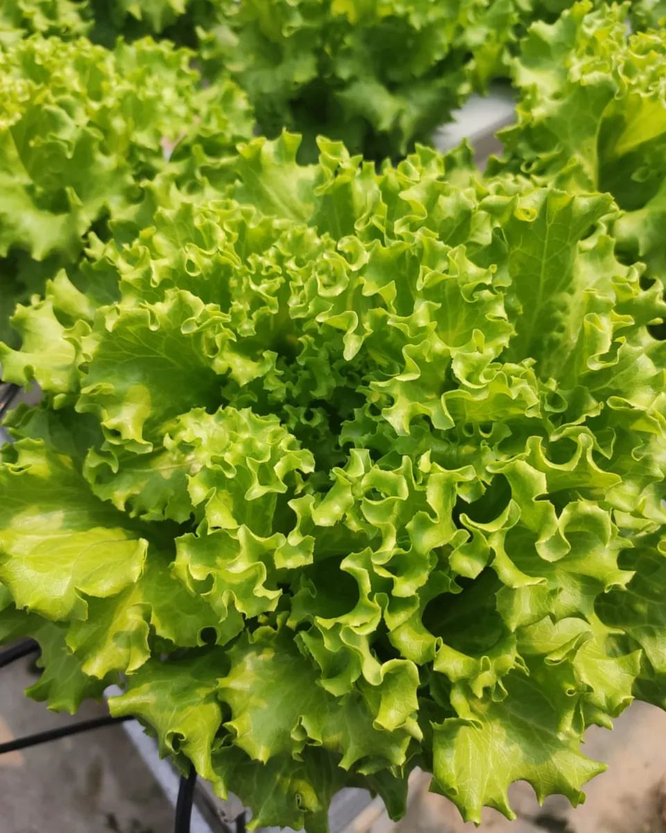 Sistem tanam hidroponik KenanFarm Banyuwangi