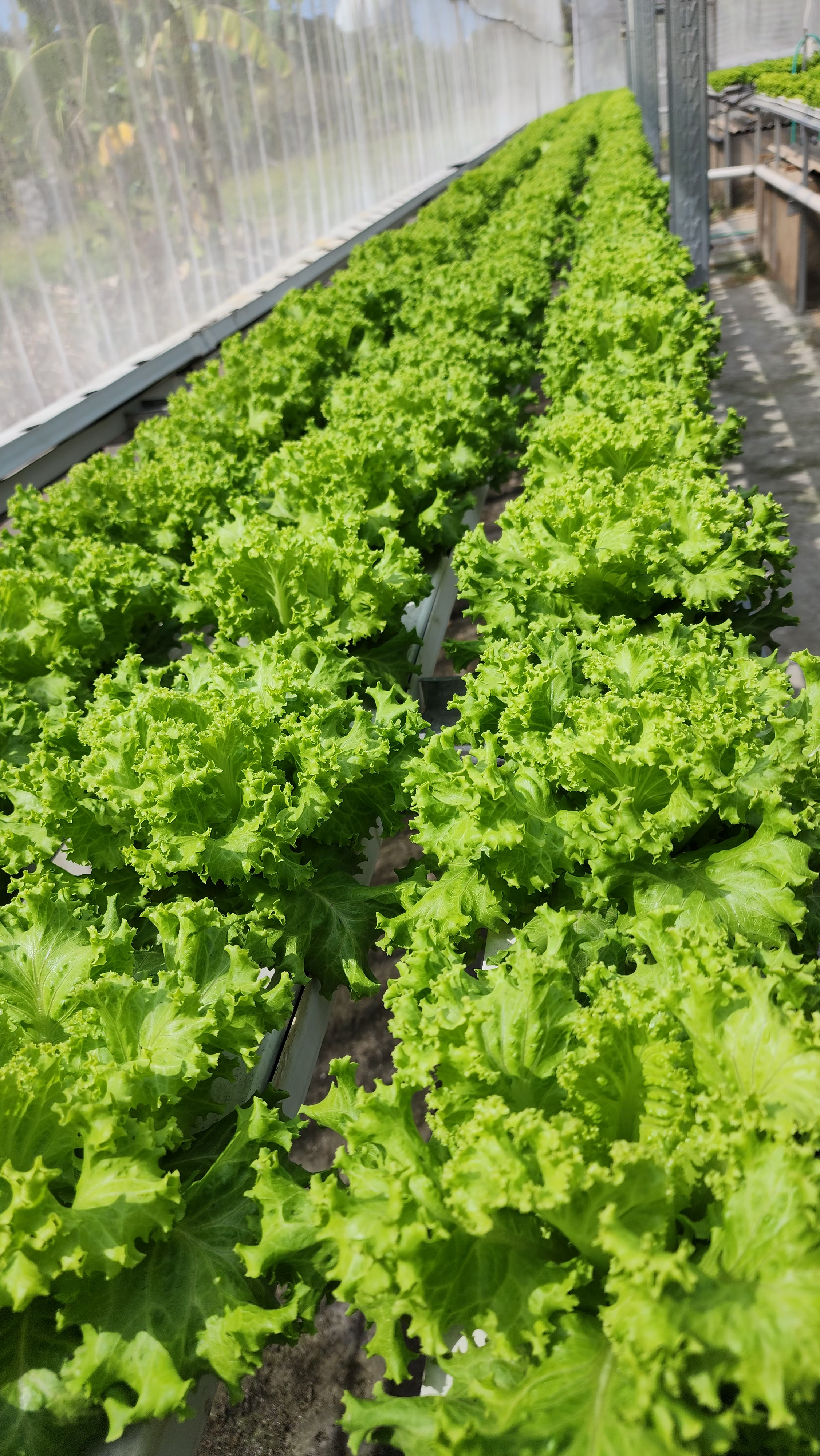 Produk selada hidroponik KenanFarm Banyuwangi