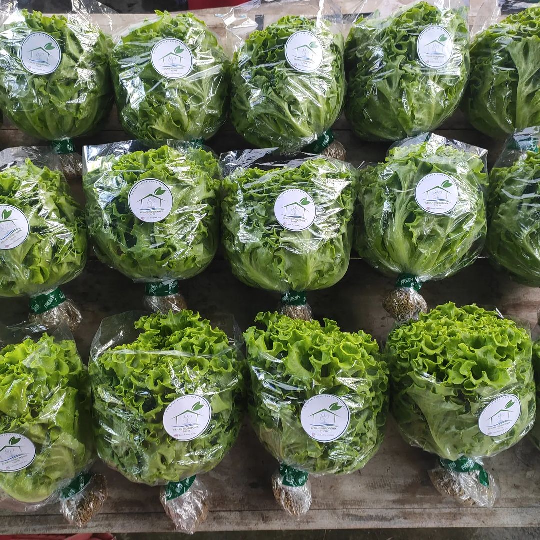Kemasan selada hidroponik KenanFarm Banyuwangi